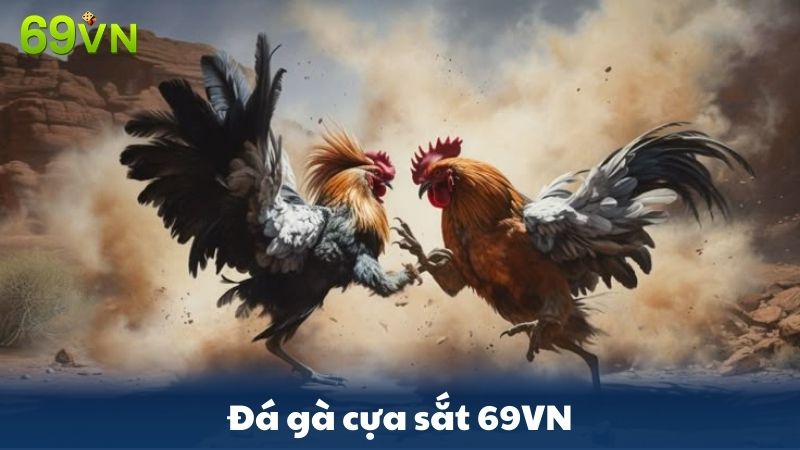 đá gà cựa sắt 69VN