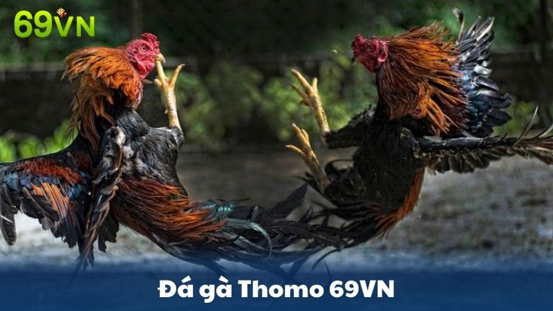 đá gà thomo