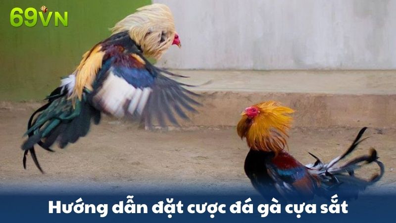 đá gà cựa sắt