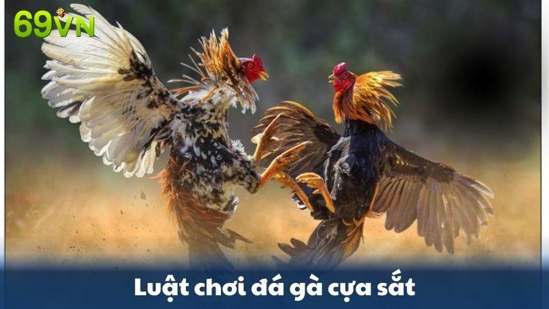 luật chơi đá gà cựa sắt
