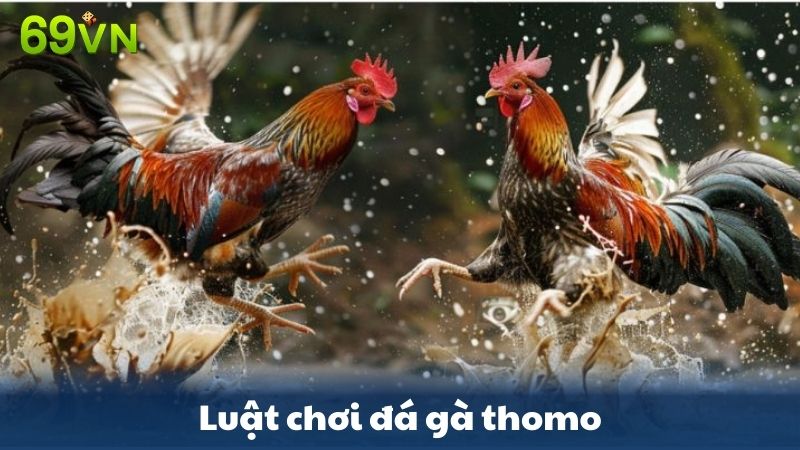 luật chơi đá gà thomo